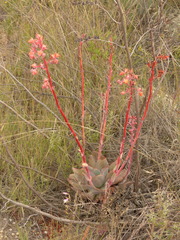 Echeveria rubromarginata