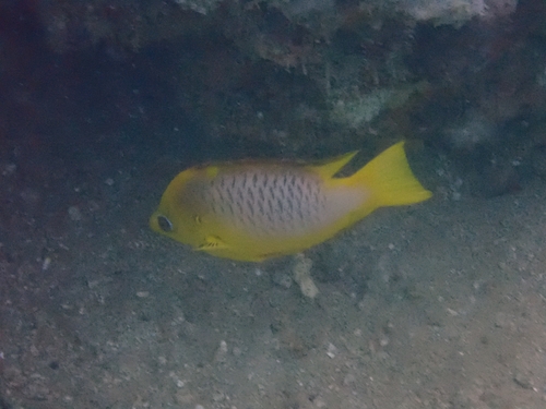 Latent Slingjaw Wrasse — seen at this dive site