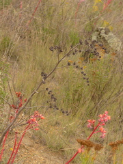 Echeveria rubromarginata