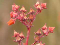 Echeveria rubromarginata