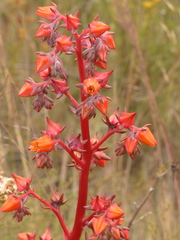 Echeveria rubromarginata