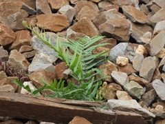 Pteris vittata