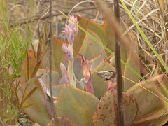 Echeveria rubromarginata