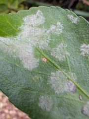 Erysiphe euonymicola
