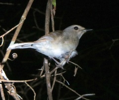 Copsychus albospecularis