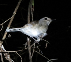 Copsychus albospecularis