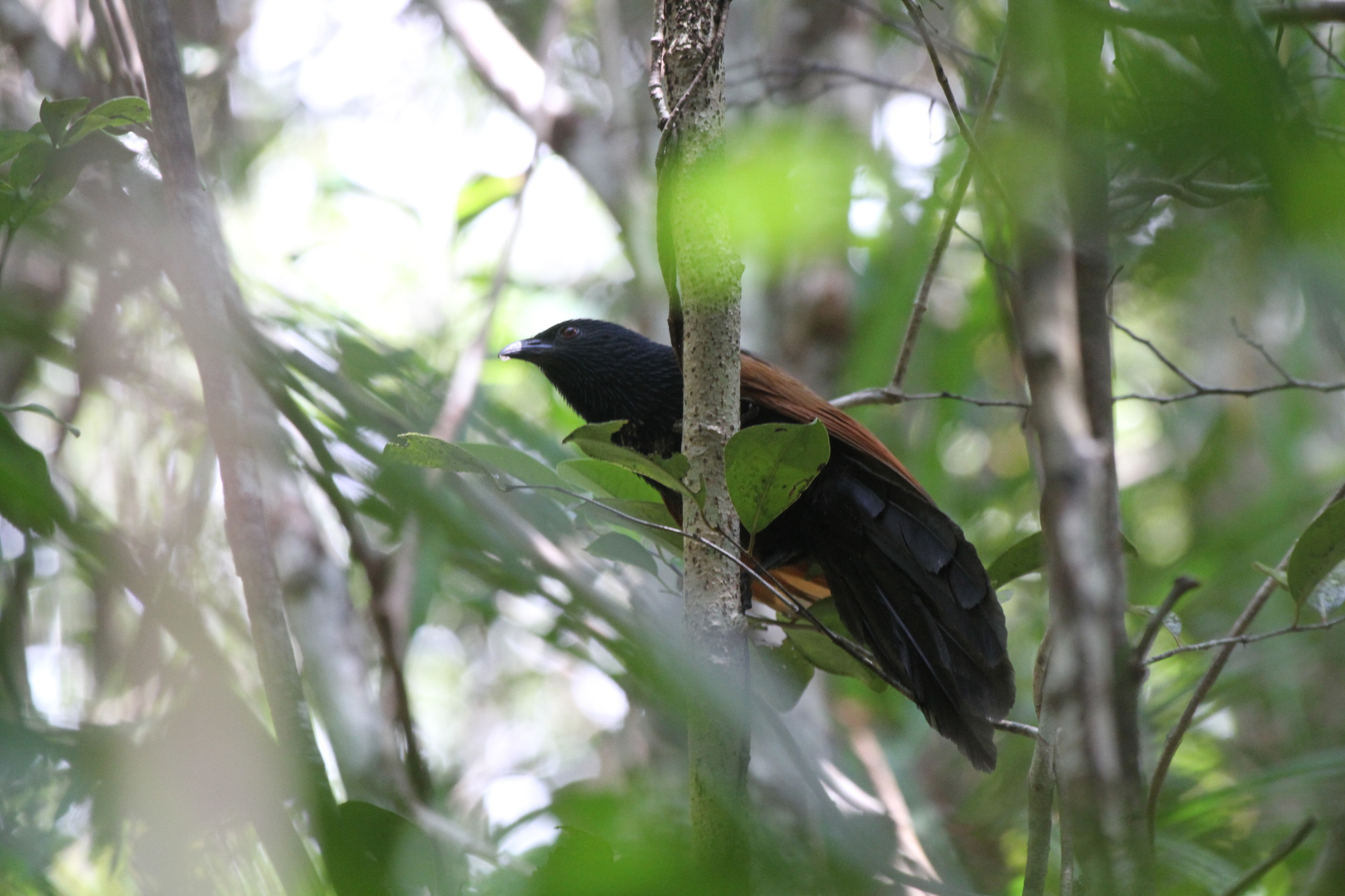 Malagasy Coucal (Centropus toulou), photo 3