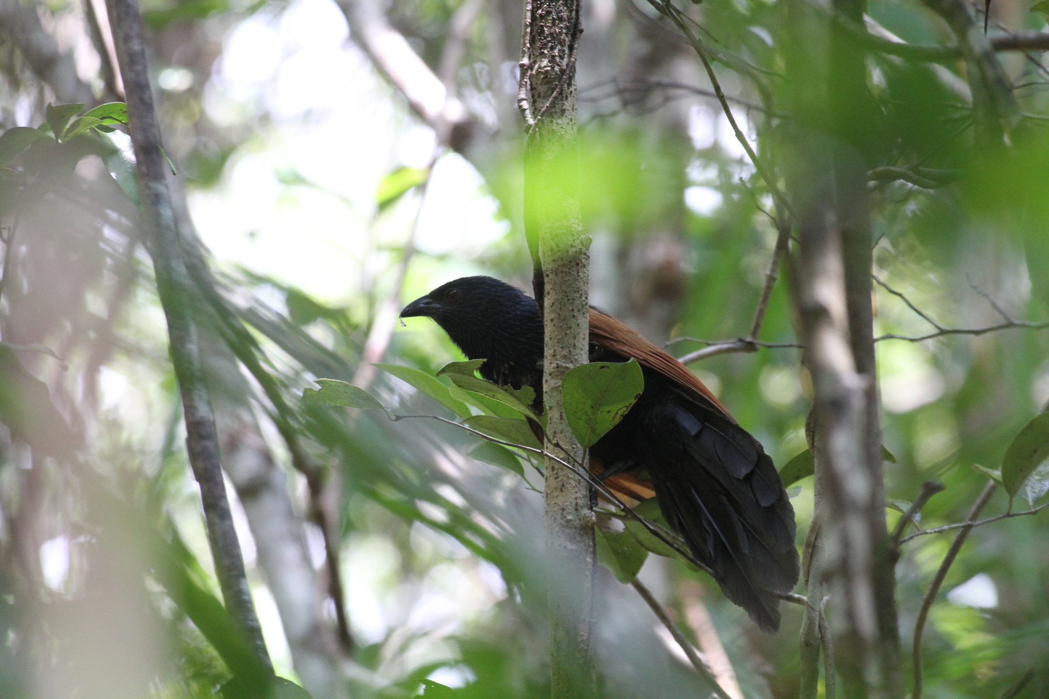 Malagasy Coucal (Centropus toulou), photo 4