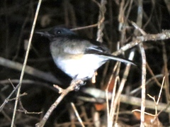 Copsychus albospecularis