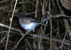 Copsychus albospecularis