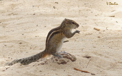 Funambulus palmarum