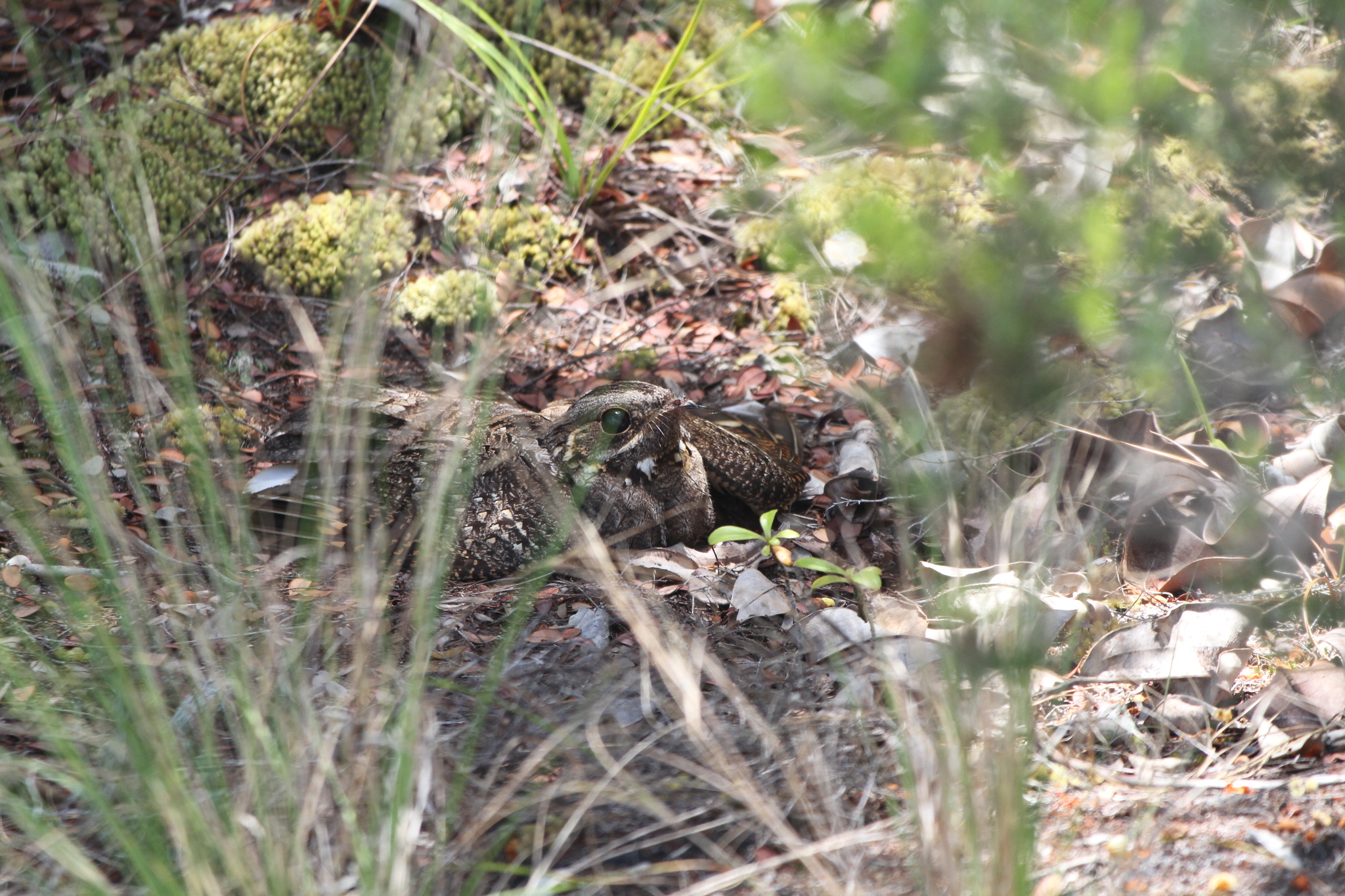 Madagascar Nightjar (Caprimulgus madagascariensis), photo 4