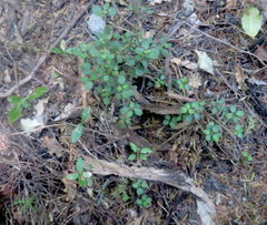 Coprosma rhamnoides