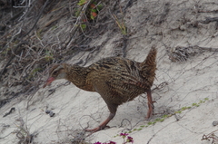 Gallirallus australis hectori