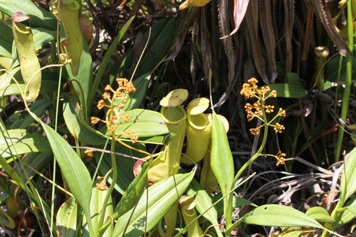 Nepenthes madagascariensis