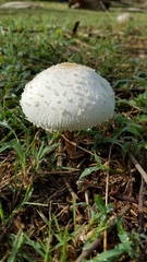 Basidiomycota