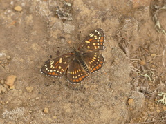 Chlosyne cyneas