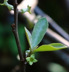 Elaeagnus conferta