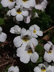 Euphrasia petriei