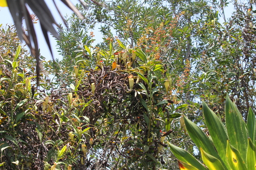 Madagascar pitcher plant (Nepenthes madagascariensis)