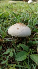 Basidiomycota