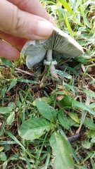 Basidiomycota