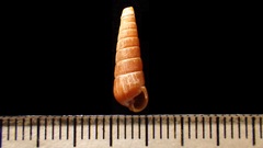 チャイロクチキレ