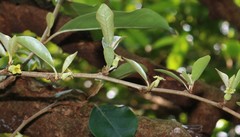 Elaeagnus conferta