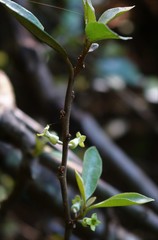 Elaeagnus conferta