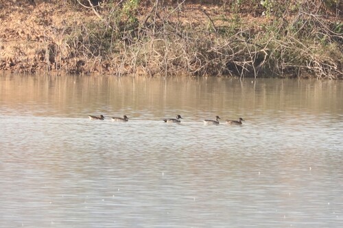 Northern Pintail
