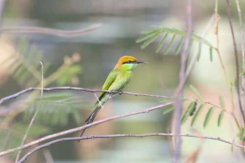 Asian Green Bee-eater