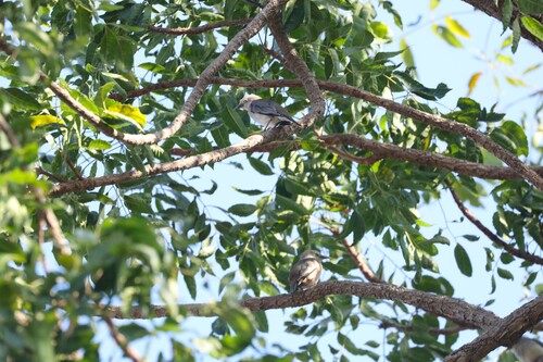 Chestnut-tailed Starling
