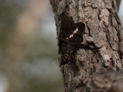 Platagarista macleayi