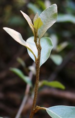 Elaeagnus conferta