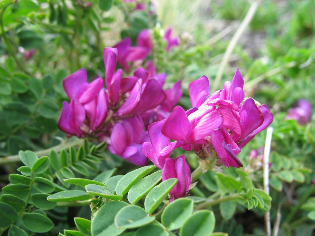 Hedysarum sangilense