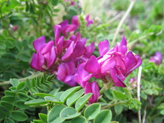 Hedysarum sangilense