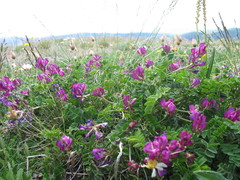 Hedysarum sangilense