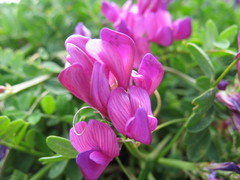 Hedysarum sangilense
