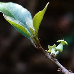Elaeagnus conferta