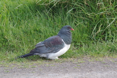 Hemiphaga chathamensis