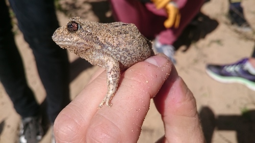 Limnodynastes dumerilii