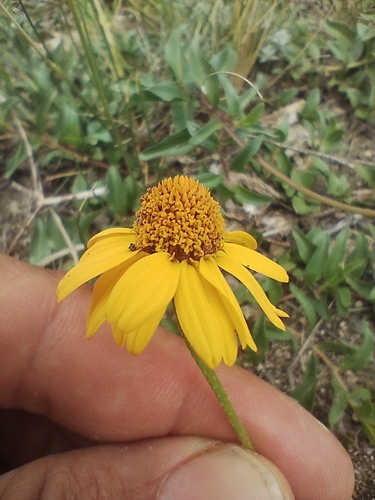 Creeping Spotflower (Acmella decumbens)