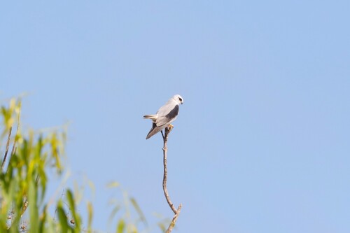 Black-winged Kite