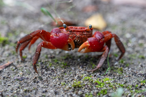 Red-clawed crab