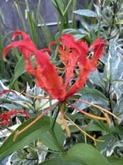 Gloriosa
