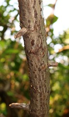 Elaeagnus conferta