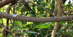 Elaeagnus conferta
