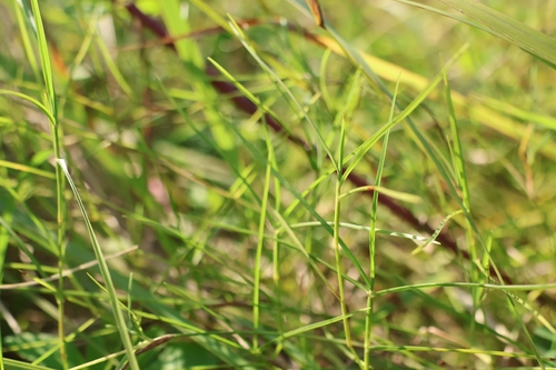 Hemarthria compressa observed 2025-12-05