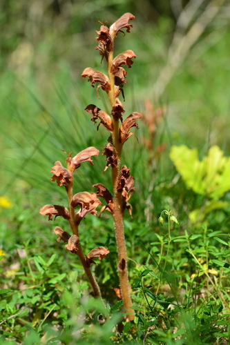 Germander Broomrape (Orobanche teucrii)