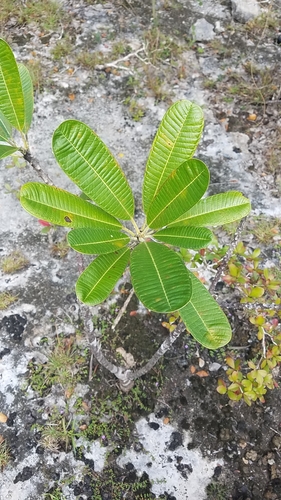 Plumeria obtusa